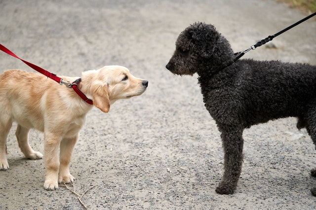 Perros con correa saludándose durante un paseo
