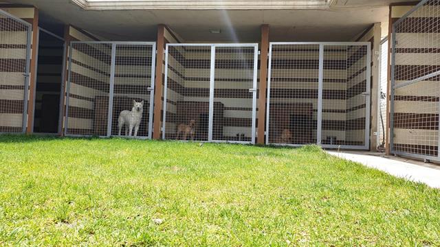 Residencia canina terminada con césped y perros descansando en sus habitaciones {{brizy_dc_image_alt imageSrc=