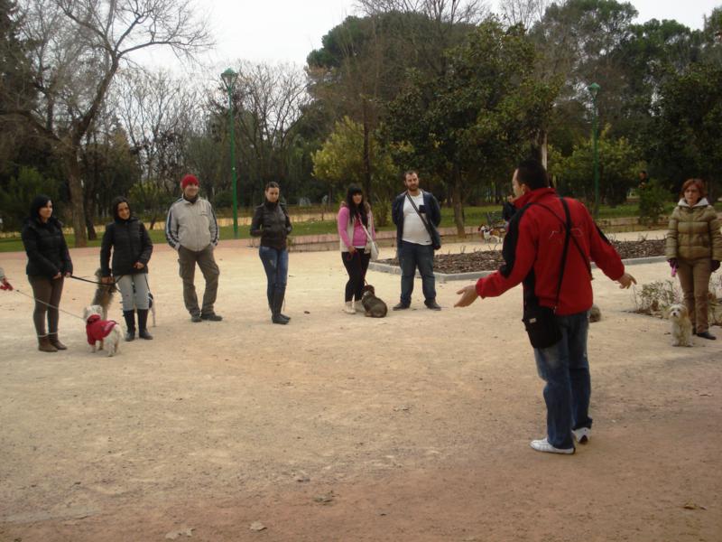 Adiestramiento de perros (8)