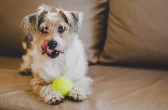 {{brizy_dc_image_alt imageSrc=